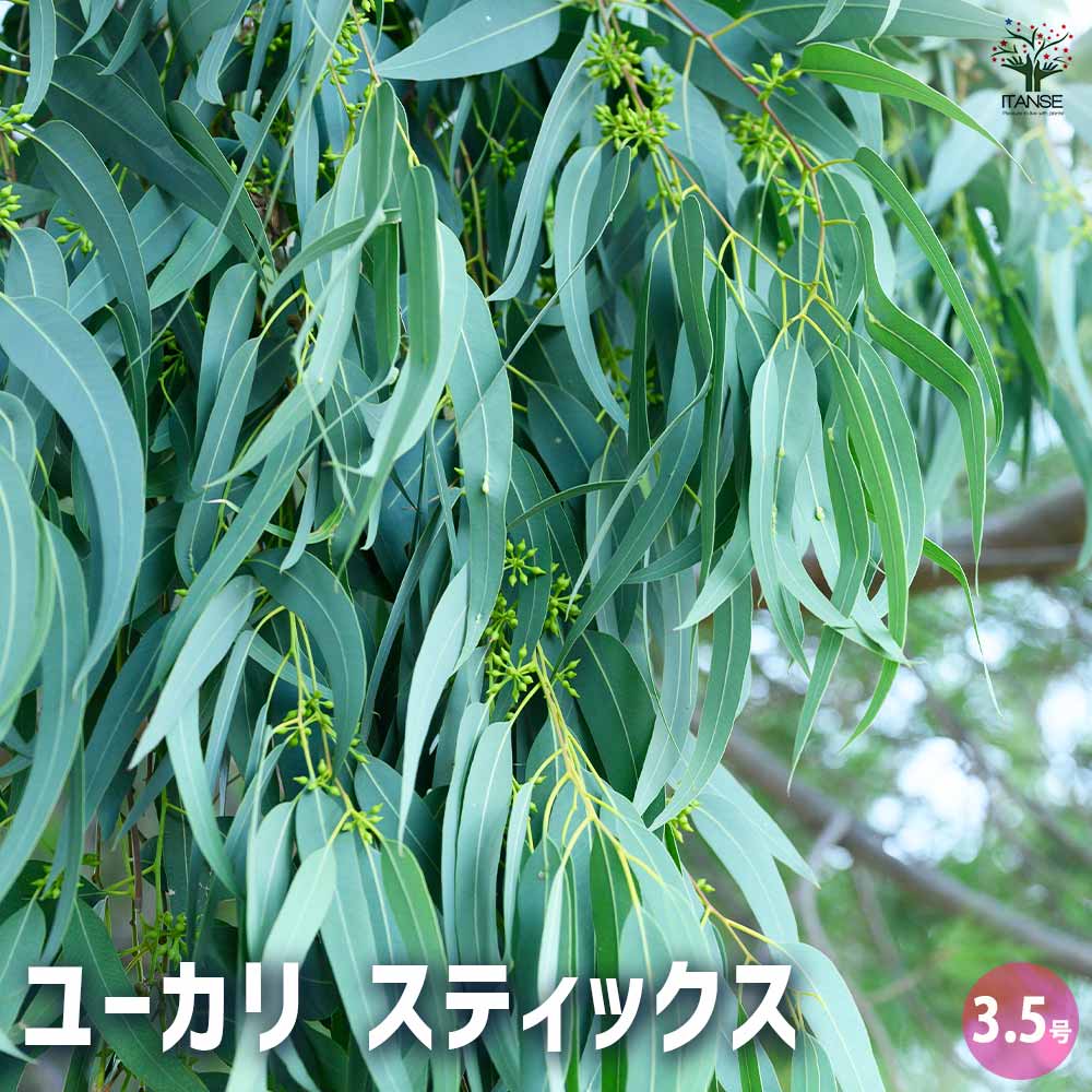 ユーカリ スティックス 【花木苗 3.5号ポット】｜ 【植物の