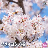 桜 染井吉野(ソメイヨシノ) 【花木苗 4.5号ポット／1個売り】|植木・花木