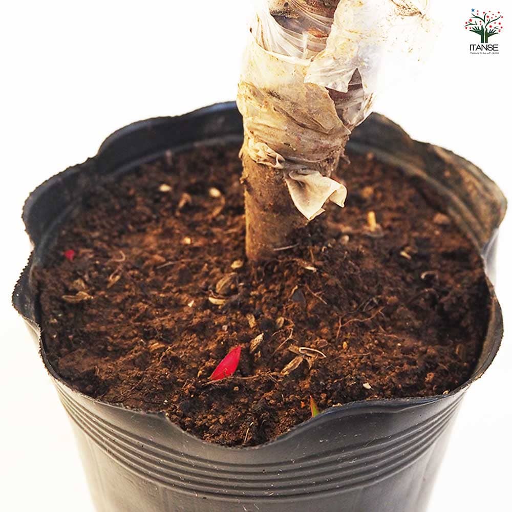 ソメイシヨシノ 樹齢16年 大型成木 約5m植木★引取限定 日本最古のソメイヨシノ | 有限会社仲田種苗園