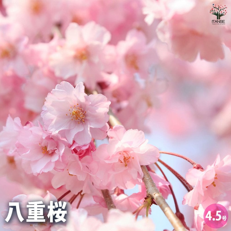 桜の苗木 仙台しだれ桜 【花木苗 4号/1個売り】| 【植物の 桜の苗木 仙台しだれ桜 【花木苗 4号/1個売り】| 【植物の