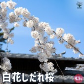 桜 白花しだれ桜 【花木苗 4.5号ポット／1個売り】|植木・花木
