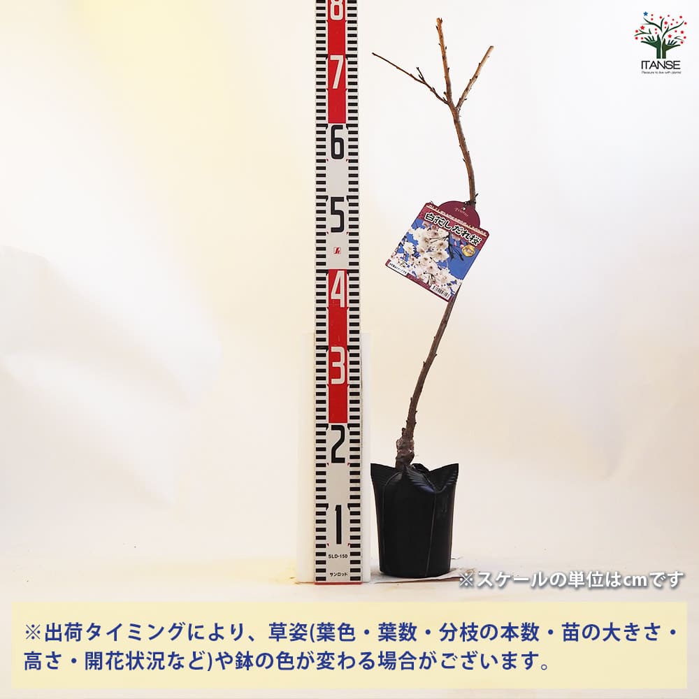 桜 桜：御衣黄（ギョイコウ）接木苗6号ポット の通販 | 園芸ネット