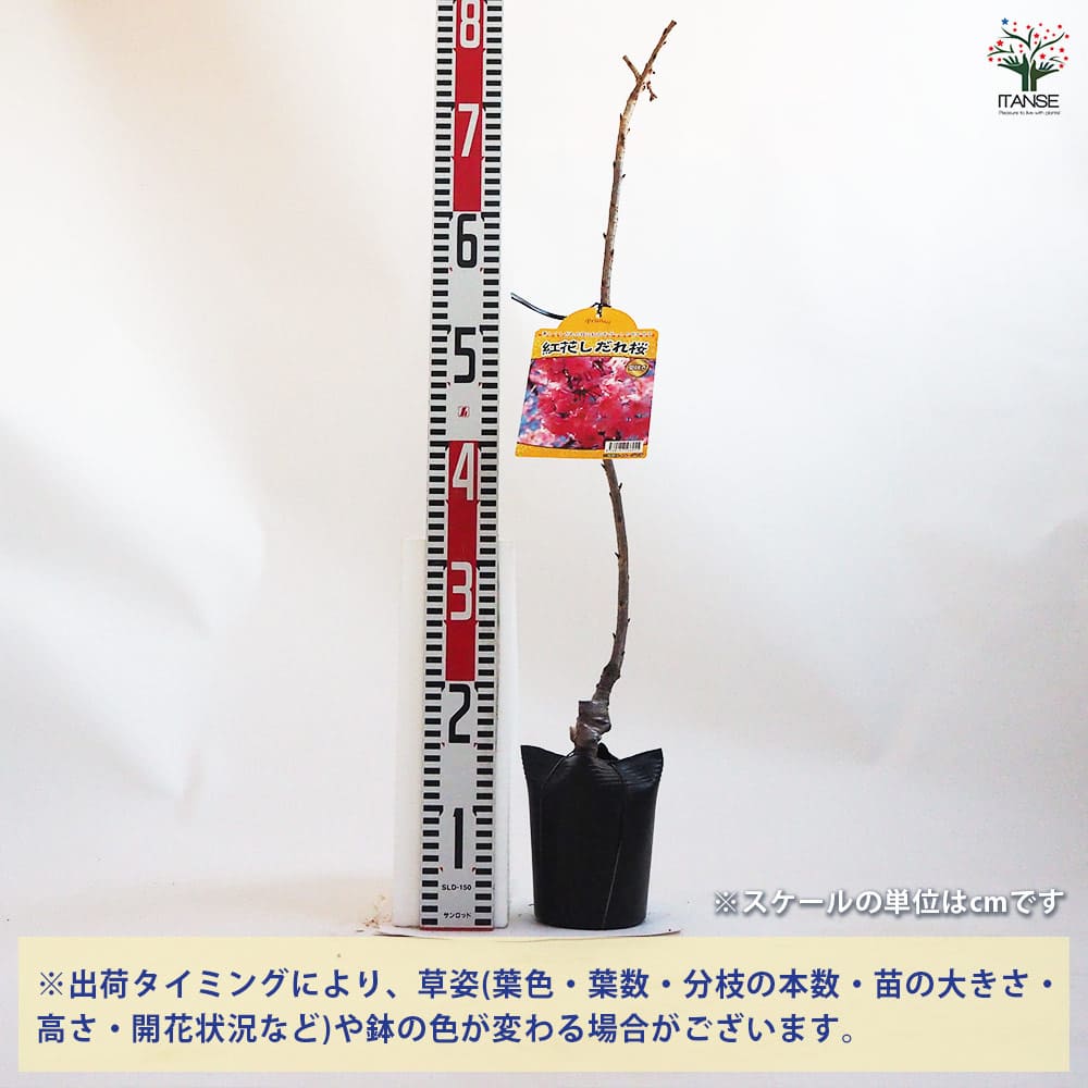 桜 紅花しだれ桜 【花木苗 4.5号ポット／1個売り】｜ 【植物の