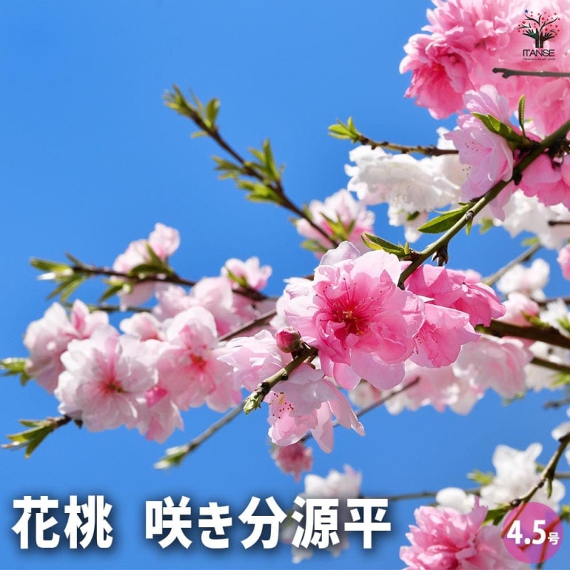 クレマチス リバティ 【花苗 4号／1個売り】｜ 【植物のITANSE