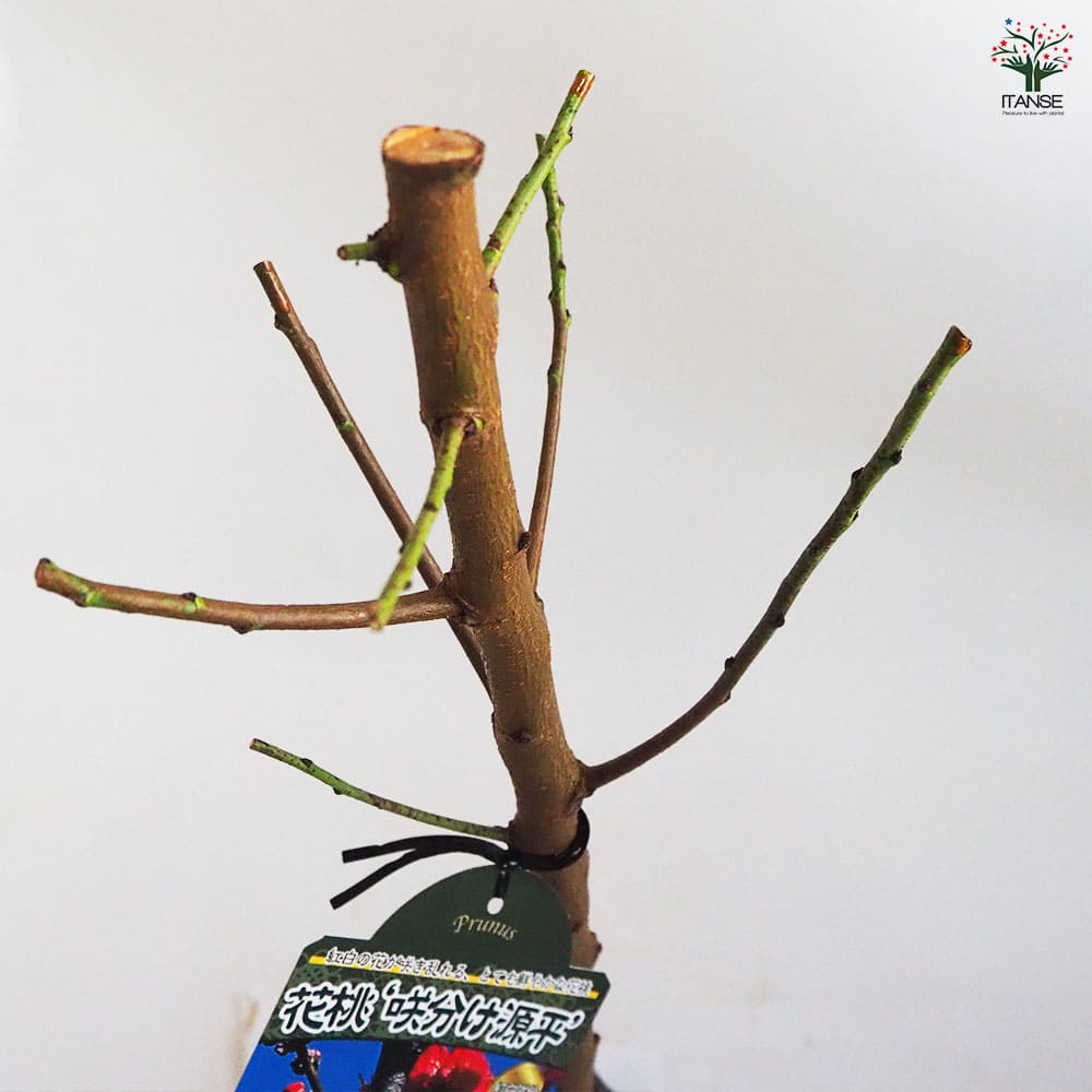 花桃 咲き分源平 【花木苗 4.5号ポット／1個売り】｜ 【植物の