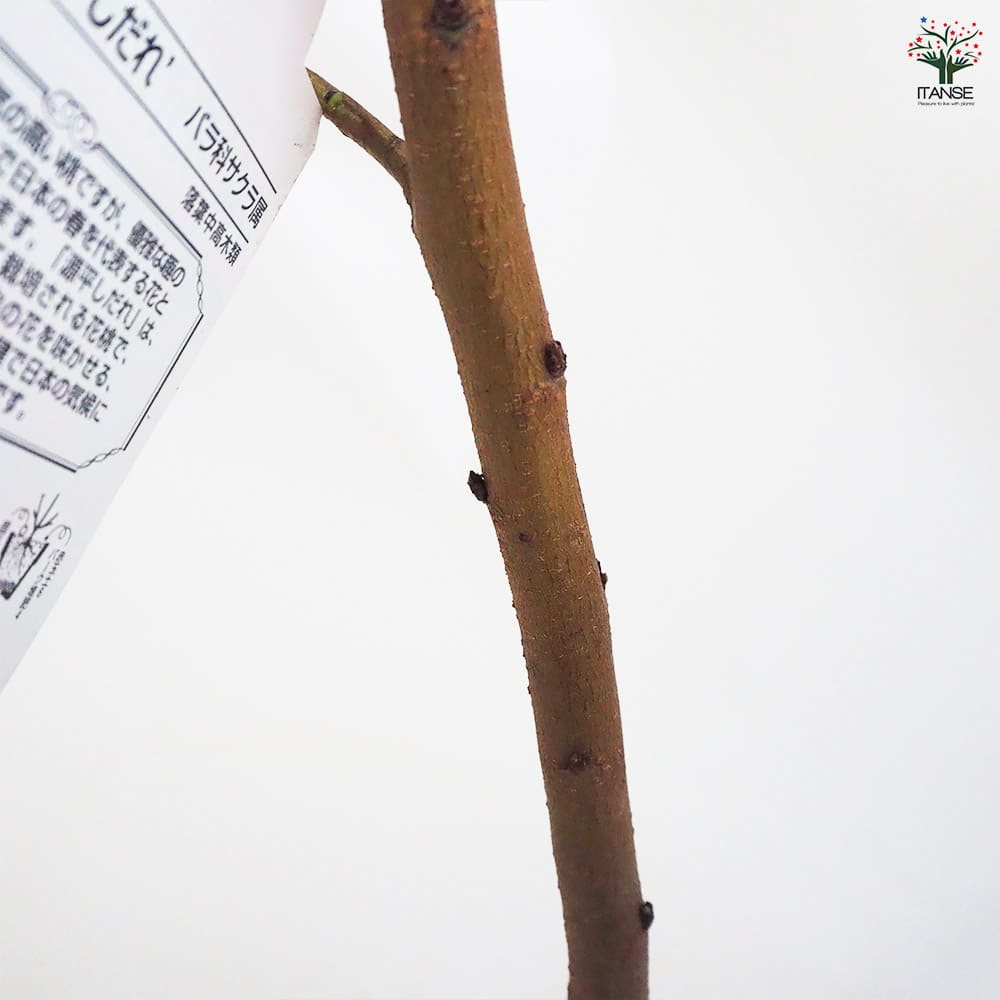 花桃 咲き分しだれ源平 【花木苗 4.5号ポット／1個売り】｜ 【植物の