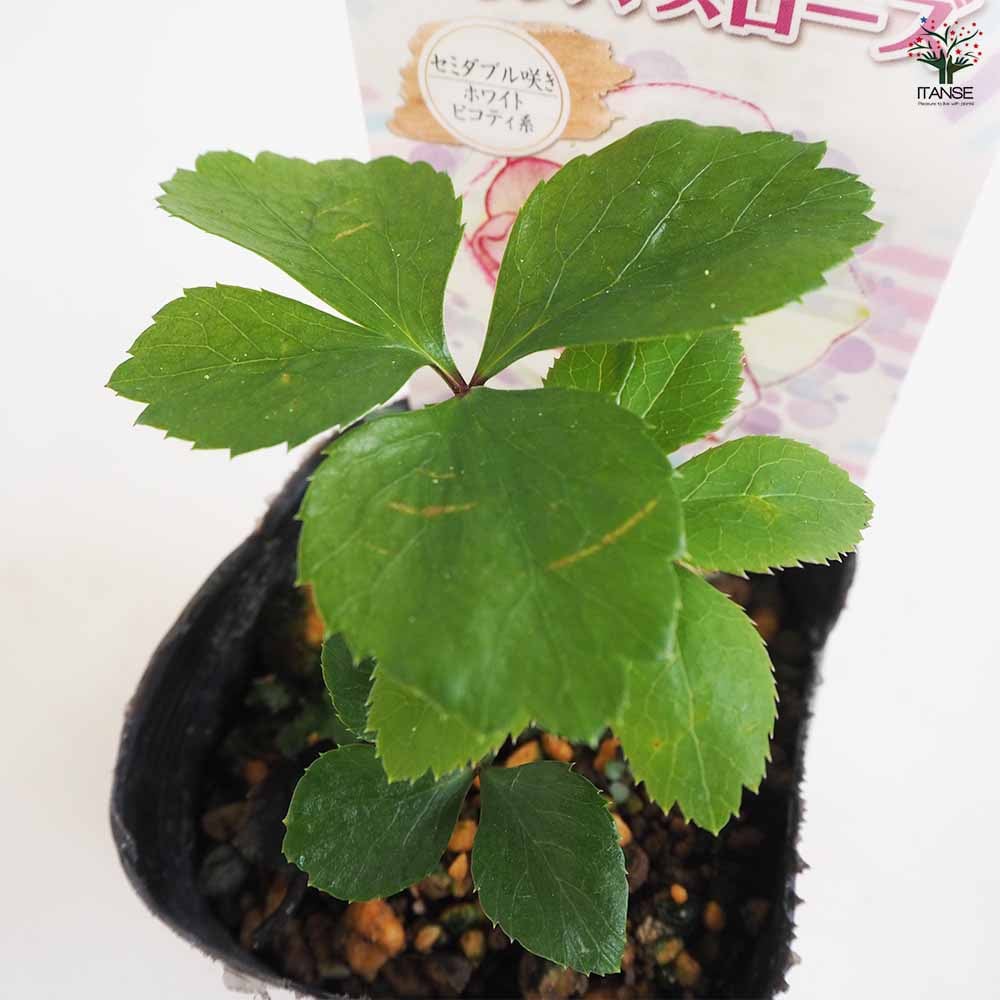 クリスマスローズ セミダブル咲きMIX2個～ 【花苗 3号ポット