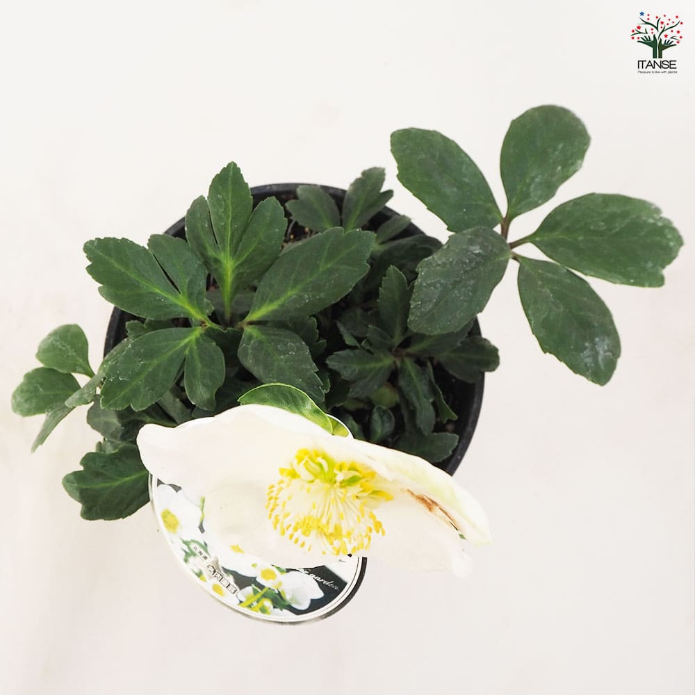 ㉕-17クリスマスローズ a422.jpg