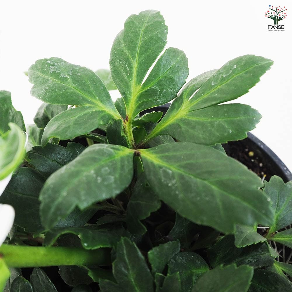 31 クリスマスローズ種　 ３粒 終了致しました。 幻の原種WM9531