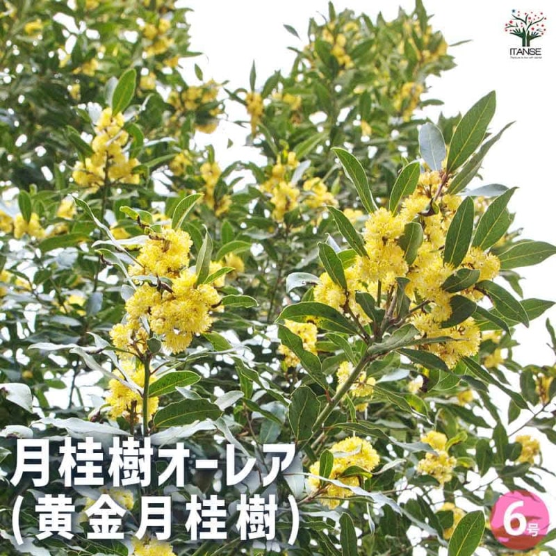 月桂樹（ローリエ）｜【植物のITANSE】全品送料無料・即出荷!