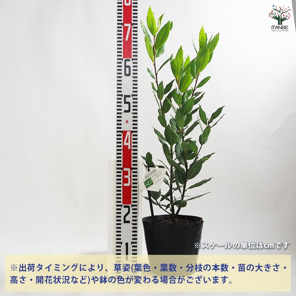 月桂樹 黄金月桂樹(ローリエ・オーレア) 【花木苗 6号ポット／1個売り