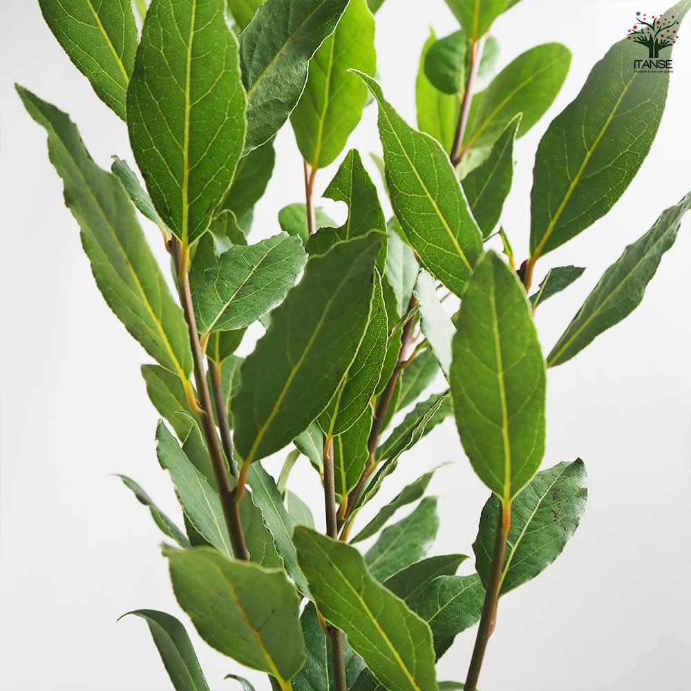 月桂樹 月桂花月桂树植物- Pixabay上的免费照片