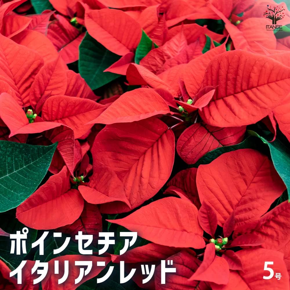 ポインセチア イタリアンレッド 【花木苗 5号鉢／1個売り】