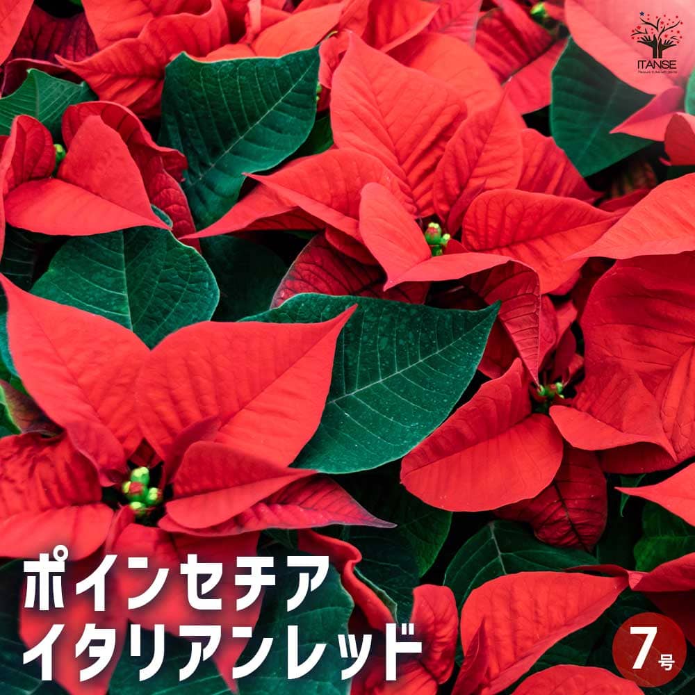 ポインセチア イタリアンレッド 【花木苗 7号鉢／1個売り】