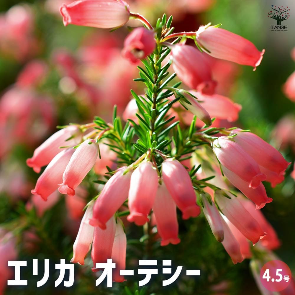 エリカ オーテシー 【花木苗 3.5号ポット】