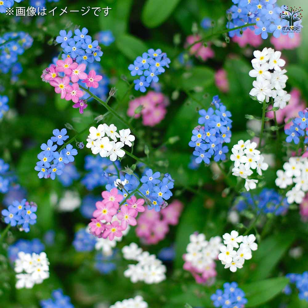 わすれな草  000000086976-01-l.jpg?t=