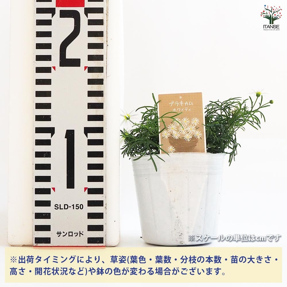 ブラキカム20ポット 【公式通販】