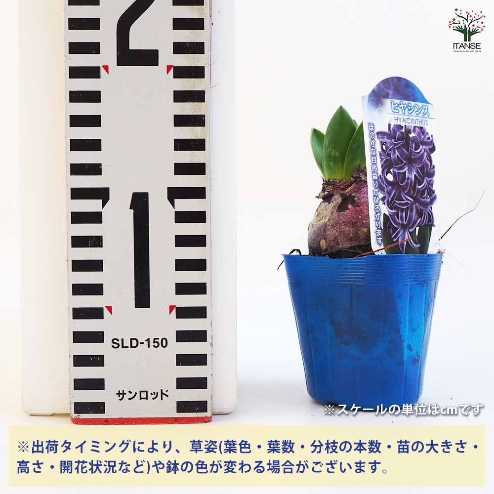 明日の21時まで限定価格　エボリスピナ　現地球　台湾5寸　発根済み　鉢ごと発送 明日の21時まで限定価格 エボリスピナ 現地球 台湾5寸 発根済み 鉢ごと