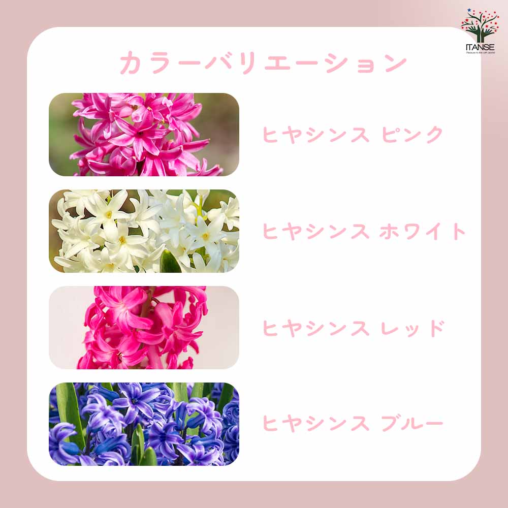 ヒヤシンス 【花苗 2.5号ポット】｜ 【植物のITANSE】全品