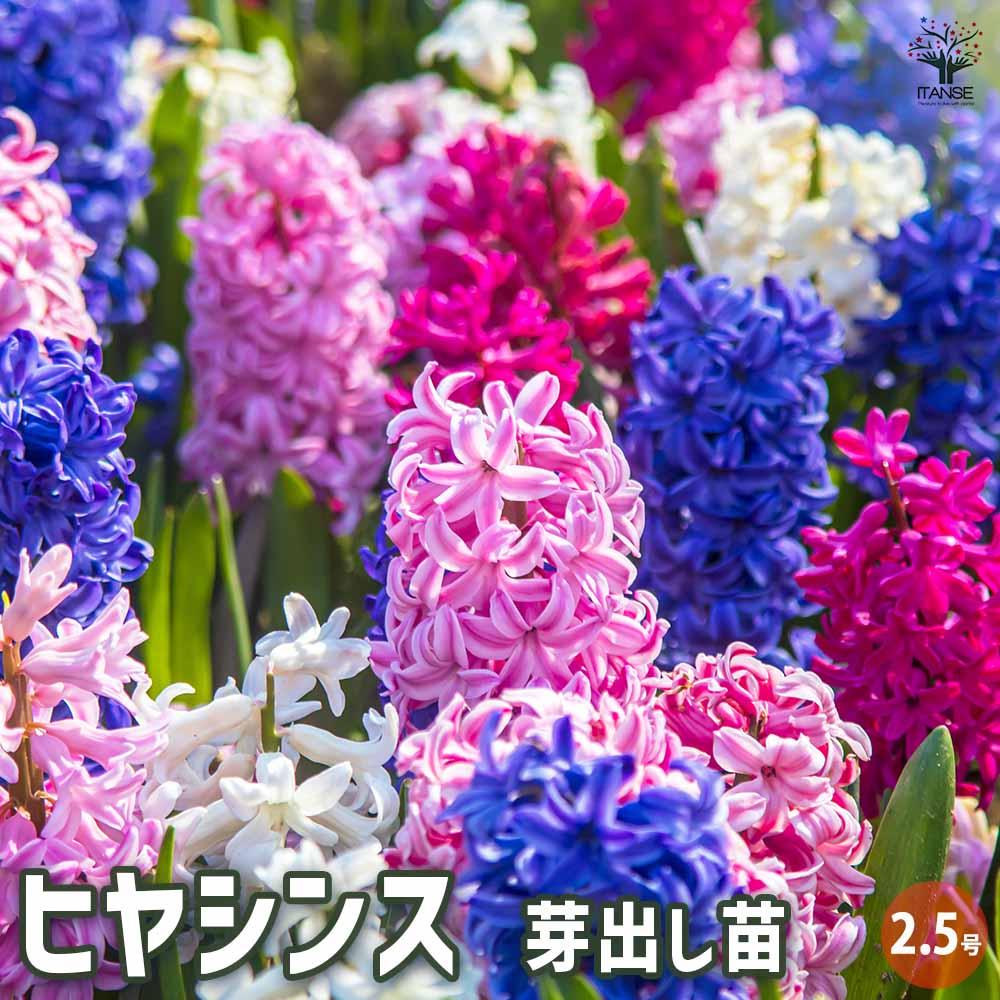 ヒヤシンス 【花苗 2.5号ポット】｜ 【植物のITANSE】全品送料
