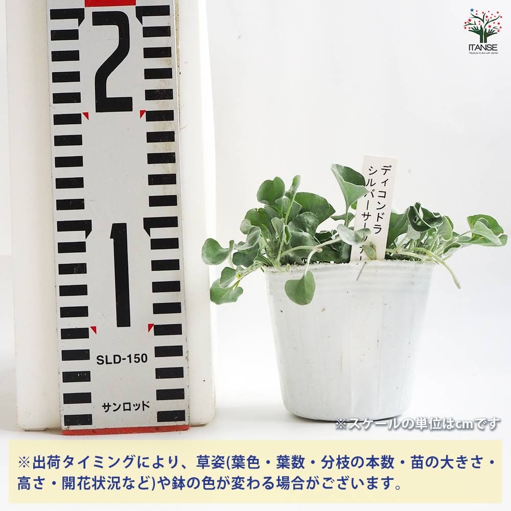 ダイコンドラ シルバーサーファー 【花苗 3号ポット】｜ 【植物の