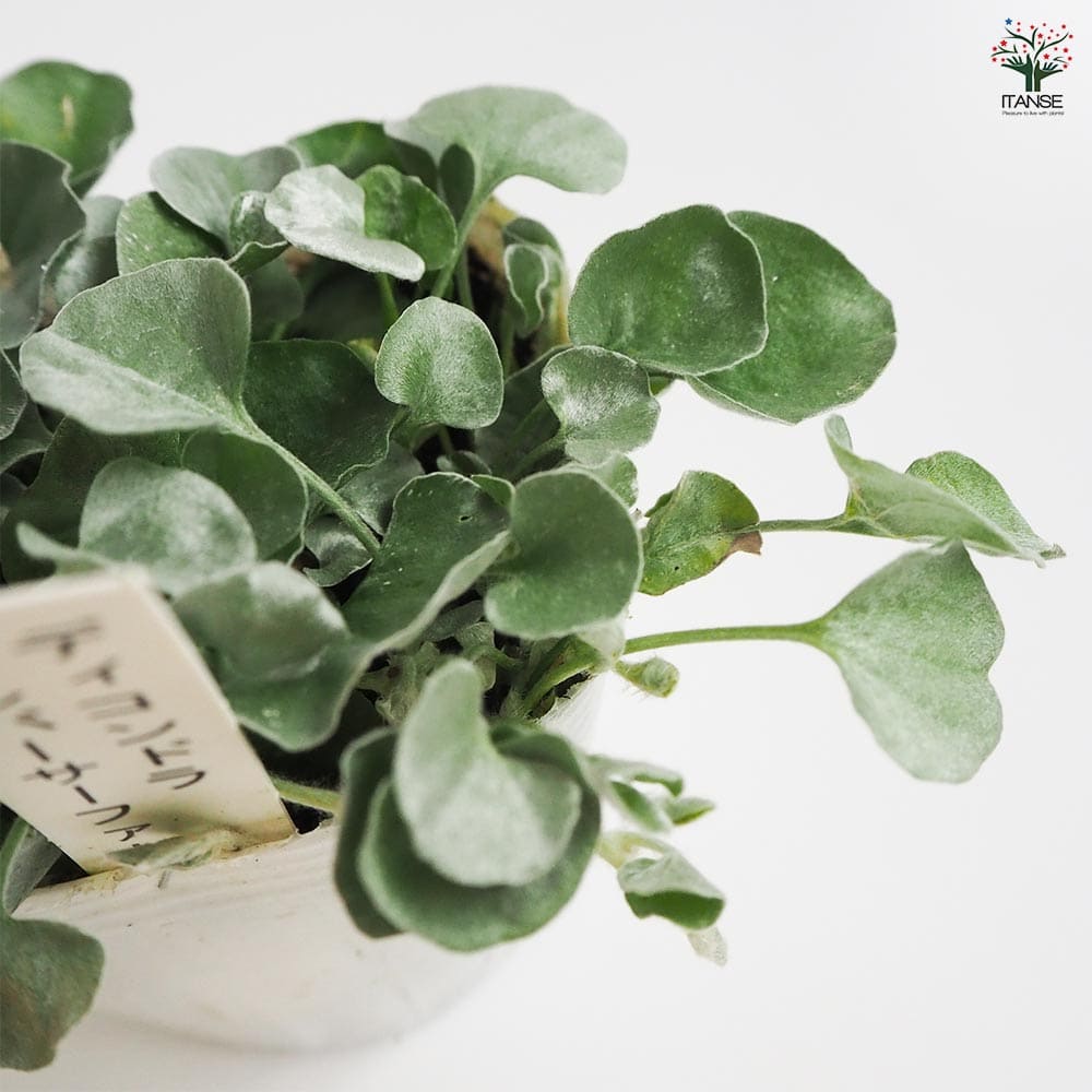 ダイコンドラ シルバーサーファー 【花苗 3号ポット】｜ 【植物の