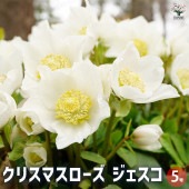 クリスマスローズ ジェスコ 【花苗 5号鉢／1個売り】|植木・花木