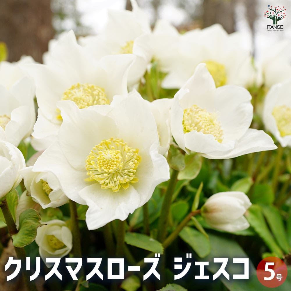 クリスマスローズ｜【植物のITANSE】全品送料無料・即出荷!