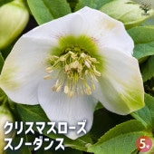 クリスマスローズ スノーダンス 【花苗 5号鉢／1個売り】|植木・花木