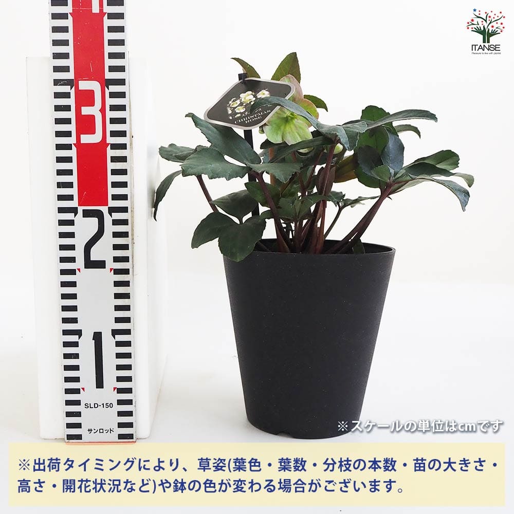 クリスマスローズ スノーダンス 【花苗 5号鉢／1個売り】｜ 【植物の