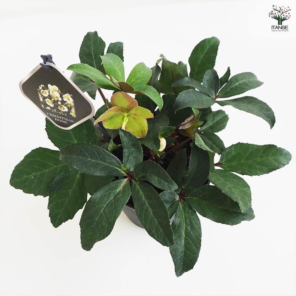 クリスマスローズ スノーダンス 【花苗 5号鉢／1個売り】｜ 【植物の