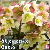 クリスマスローズ Guess(ゲス) 【花苗 5号鉢／1個売り】|植木・花木