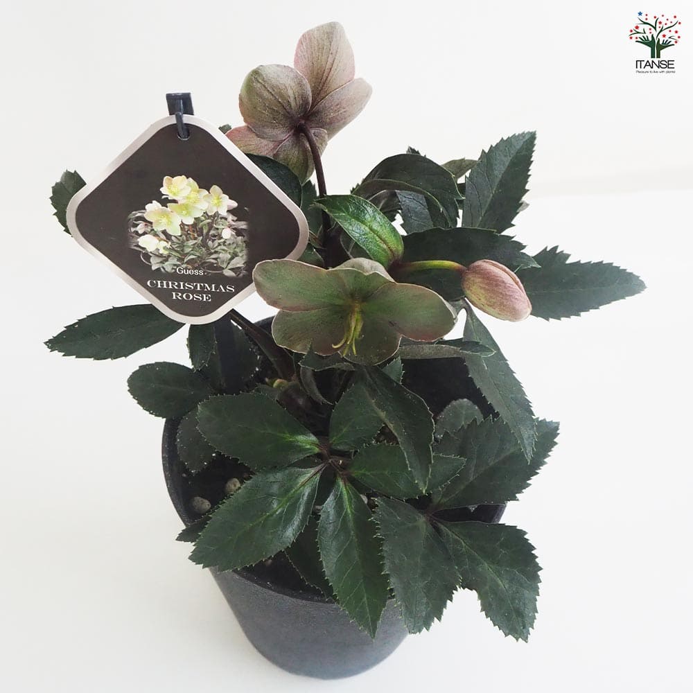 クリスマスローズ Guess(ゲス) 【花苗 5号鉢／1個売り】｜ 【植物の