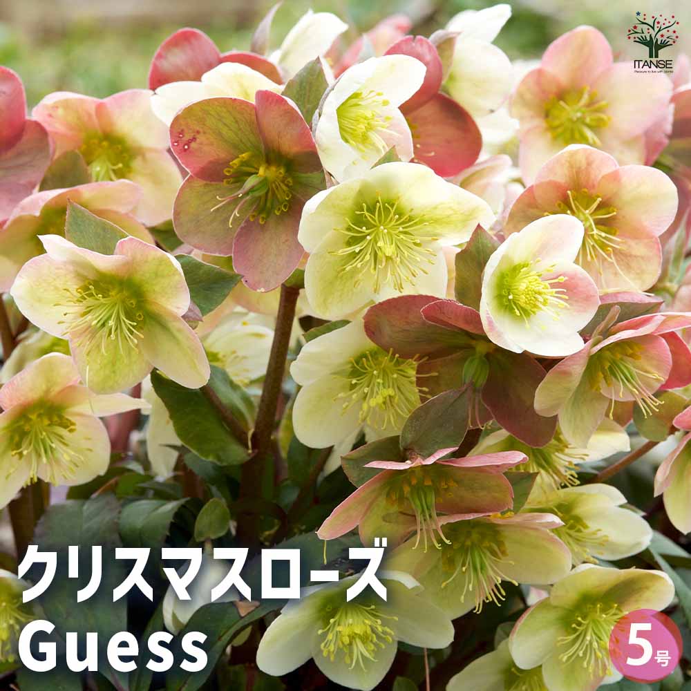 クリスマスローズ Guess(ゲス) 【花苗 5号鉢／1個売り】