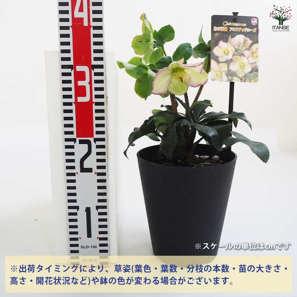 クリスマスローズ フロステッドローズ 【花苗 5号鉢／1個売り
