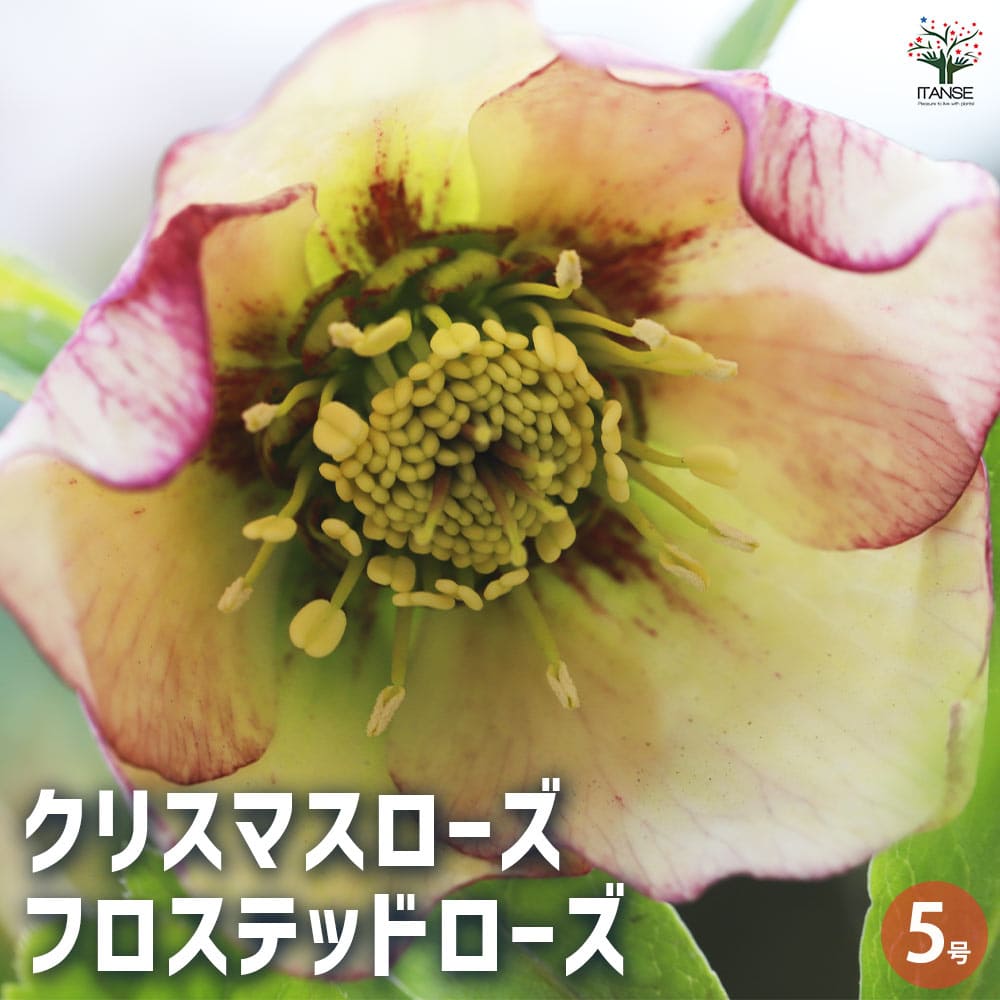 クリスマスローズ フロステッドローズ 【花苗 5号鉢／1個売り】