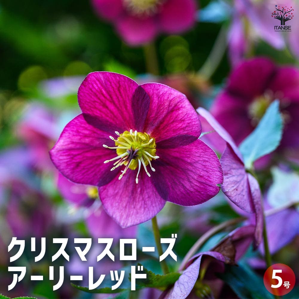 クリスマスローズ アーリーレッド 【花苗 5号鉢／1個売り】
