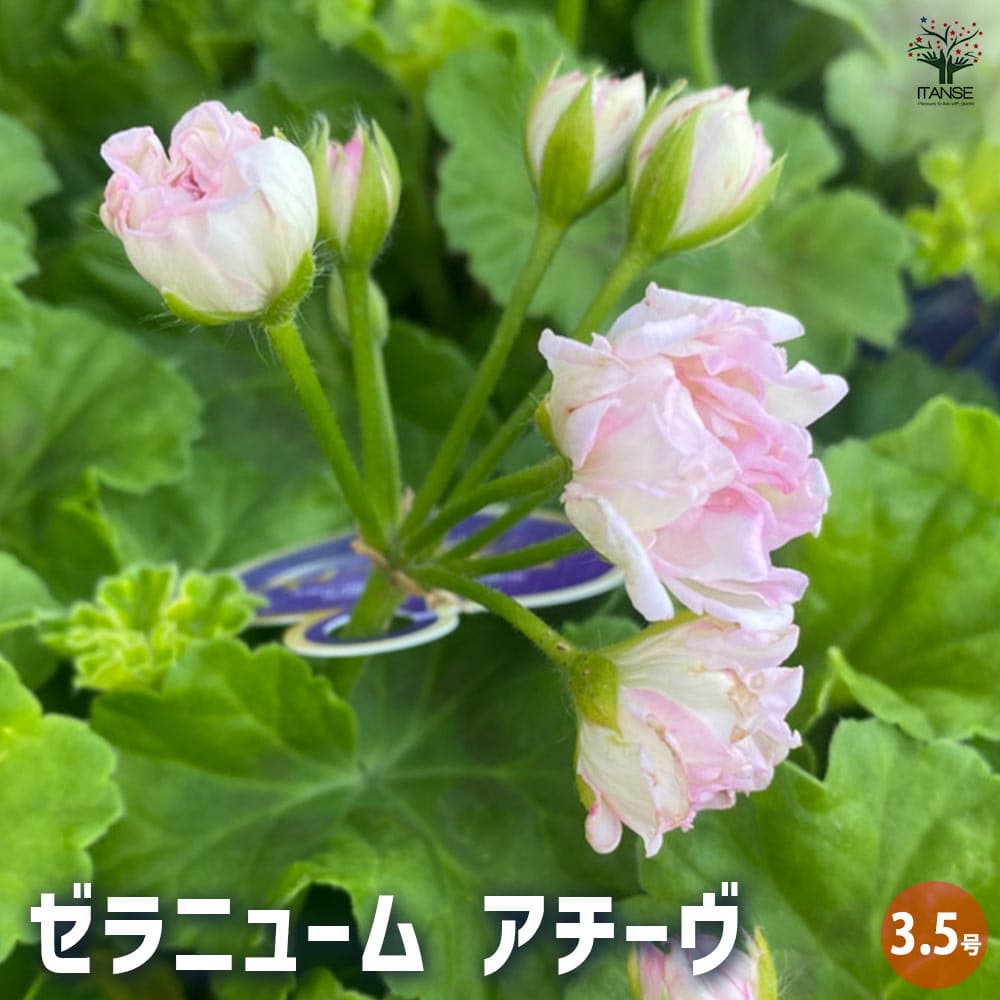 ゼラニウム アチーヴ 【花苗 3.5号鉢】