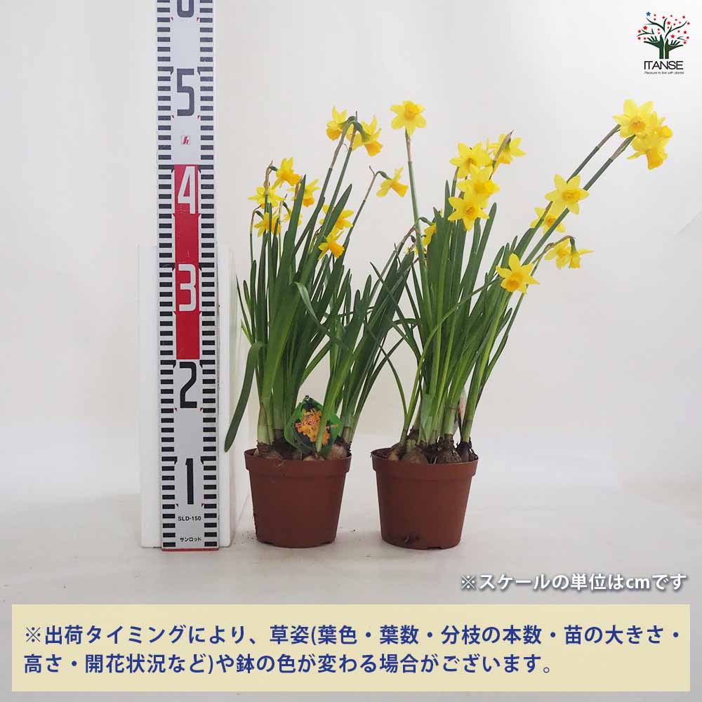 水仙 テータテート 【花苗 4号鉢】｜ 【植物のITANSE】全品送料