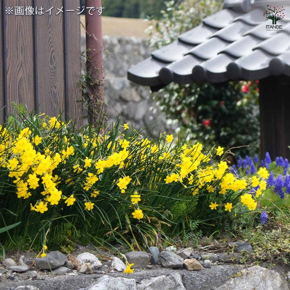 水仙 テータテート 【花苗 4号鉢】｜ 【植物のITANSE】全品送料