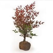南天 根巻き 【花木苗 4.5号ポット／1個売り】|花苗
