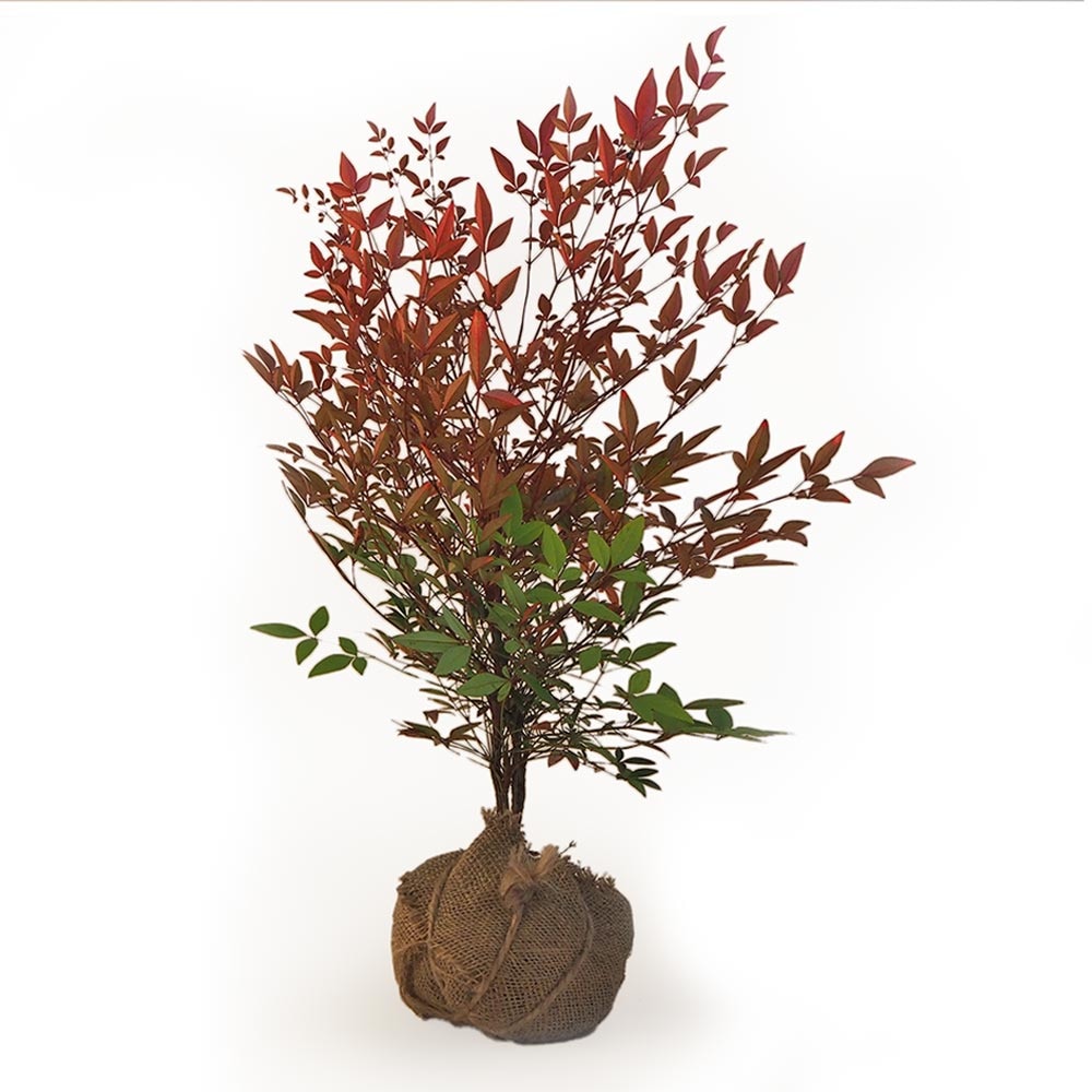 南天 根巻き 【花木苗 4.5号ポット／1個売り】