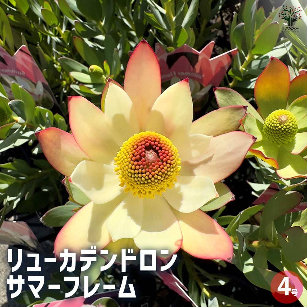 リューカデンドロン サマーフレーム 【花木苗 4号鉢／1個売り
