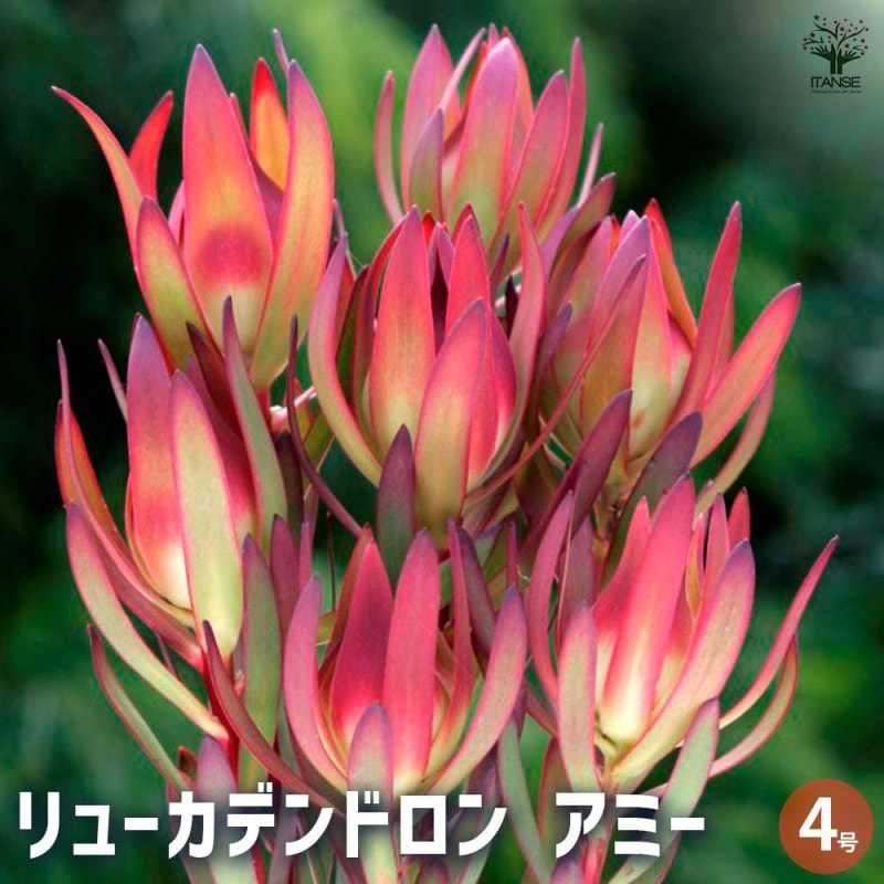 リューカデンドロン サファリサンセット 【庭木 6号鉢 花木苗／1個売り