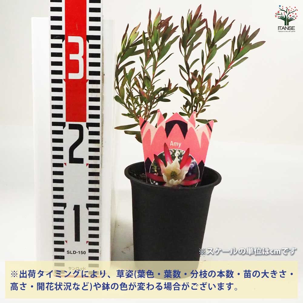 リューカデンドロン エイミー 1 リューカデンドロン エイミー 2