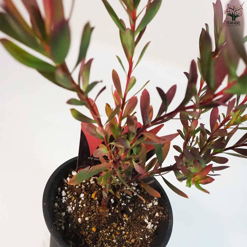 アナベルとルリタマアザミ、エリンジウムのフライングリース　リューカデンドロン アナベルとルリタマアザミ、エリンジウムのフライングリース リューカ