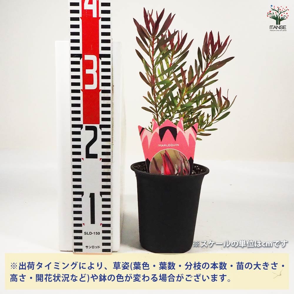 リューカデンドロン ハーレークイーン 【花木苗 4号鉢／1個売り