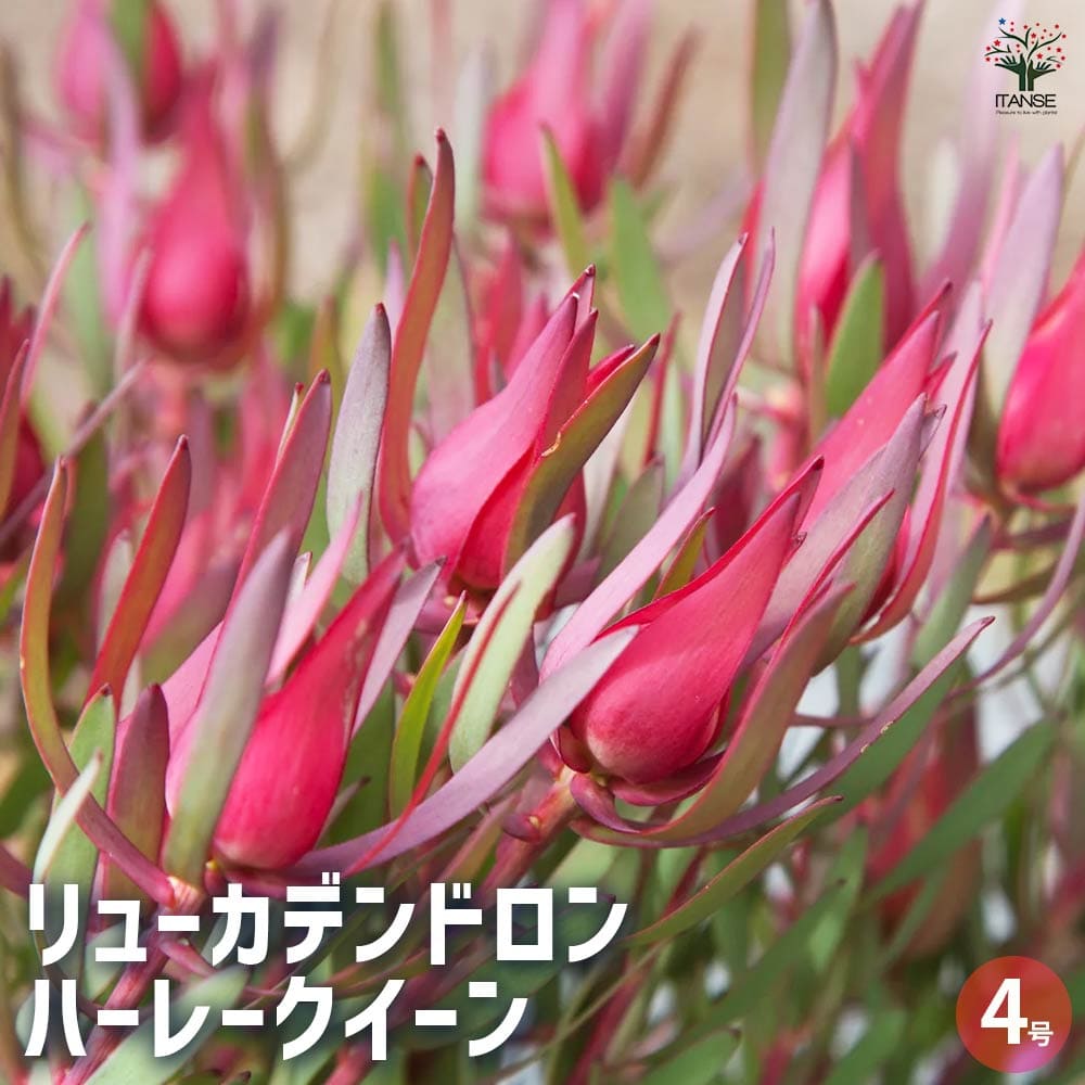 リューカデンドロン ハーレークイーン 【花木苗 4号鉢／1個売り