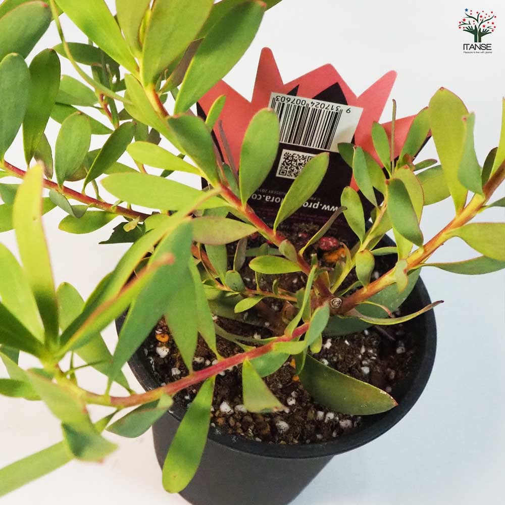 リューカデンドロン ライムマジック 【花木苗 4号鉢／1個売り