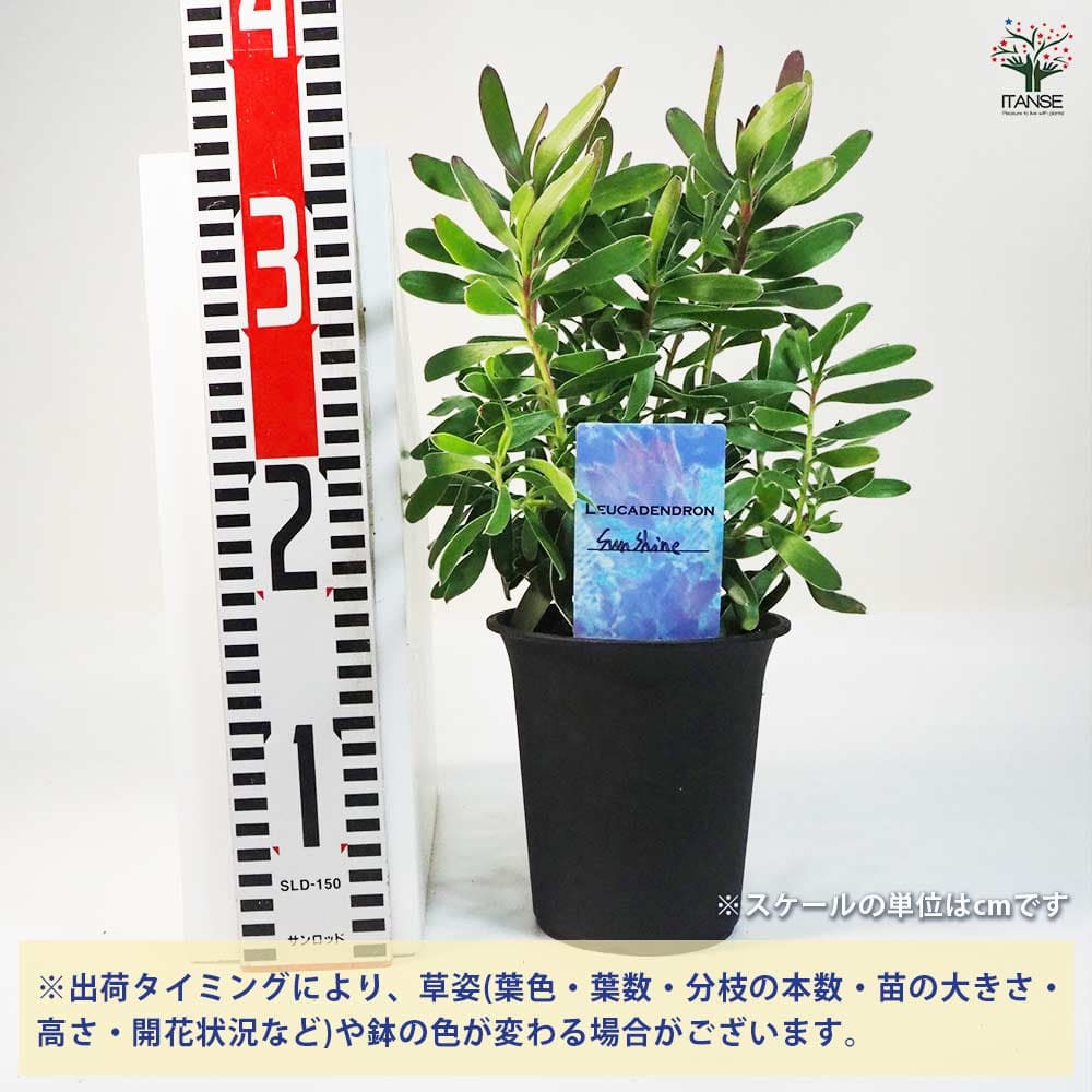 リューカデンドロン サンシャイン 【花木苗 4号鉢／1個売り】｜ 【植物